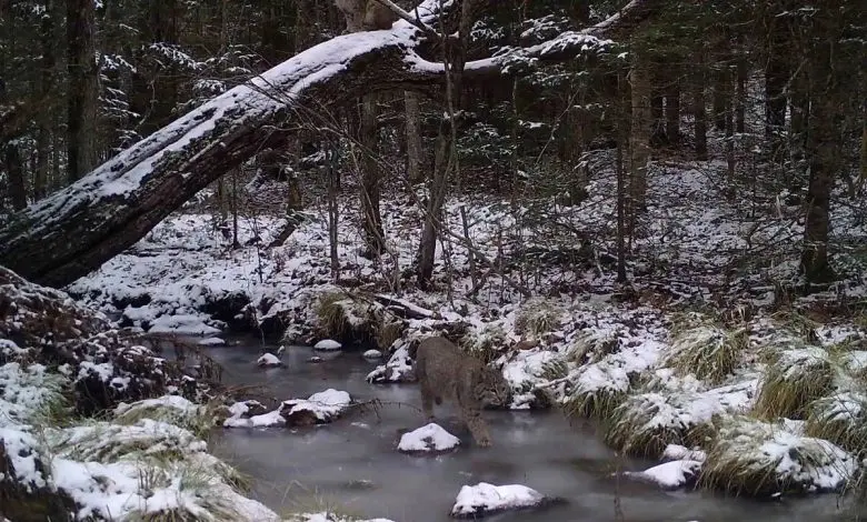 تست هوش | فقط تیز بینا میتونن دو گربه تصویر را زیر سه ثانیه پیدا کنند