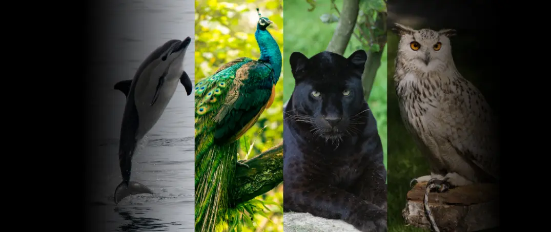 تست شخصیت شناسی : حیوان مورد علاقت و انتخاب کن تا بفهمی چقدر اعتماد به نفس داری!