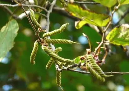 درمان دیابت و رفع عفونت‌ها و رفع و مشکلات صفراوی با گیاه بهمن پیچ