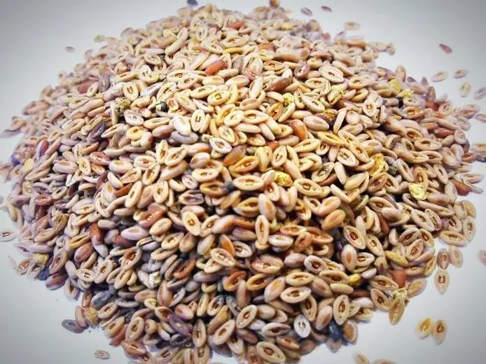 این گیاه قاتل غلظت خون رو همیشه تو خونه داشته باشین | شفای تمامی بیماری ها به همراه زیبایی پوست و صورت فقط با ترکیب دو قاشق از گیاه با آب