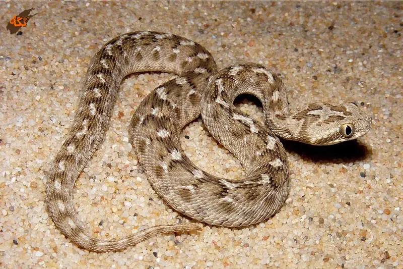 تعبیر خواب مار | دیدن خواب مار به چه معناست؟