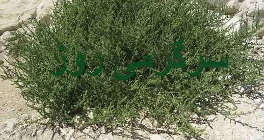 این گیاه معجزه‌آسا هدیه بهار به زمین های کویری است /  پاک‌کننده قوی کبد و کلیه‌هاو  کاهنده قند خون و فشار خون