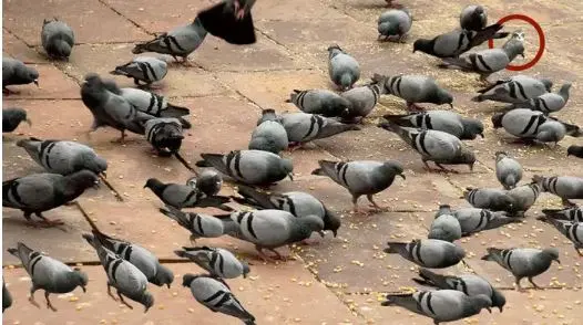 بازی فکری