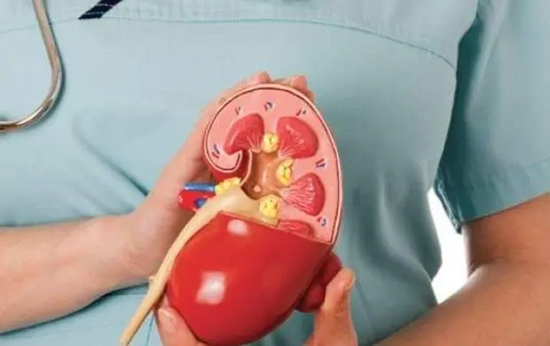 عفونت کلیه در مردان؛ نشانه‌هایی که نباید نادیده بگیرید | درمان عفونت کلیه در مردان؛ راهنمای کامل پزشکی و خانگی