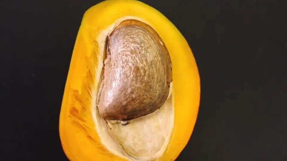 هسته این میوه خواص و کاربردیایی که تا الان اشتباهی می ریختیمش دور