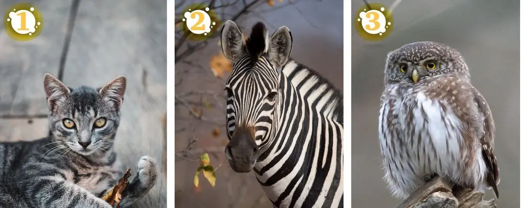 تست شخصیت شناسی | یک حیوان انتخاب کن و نقاط قوت و ضعفت رو بیشتر بشناس