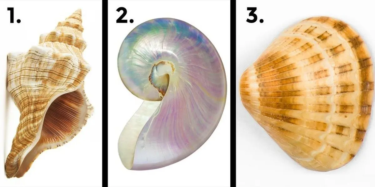 تست شخصیت شناسی | یک صدف اتخاب کن تا بگم چی زود عصبیت میکنه