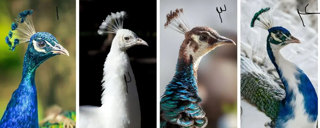 تست شخصیت شناسی | یک طاووس انتخاب کن تا بگم غرورت چقدر دوستا و خوانوادت رو اذیت میکنه