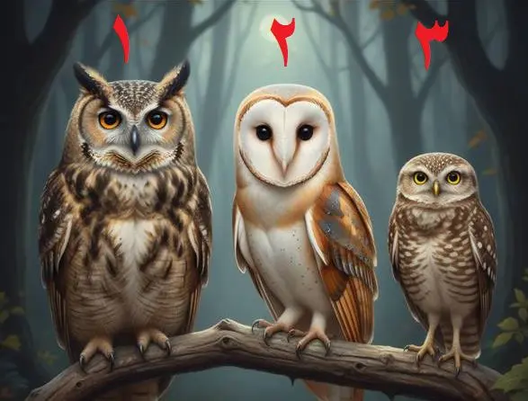 روانشناسی شخصیت : یک جغد انتخاب کنید تا ویژگی شخصیتی شما را آشکار کنیم!