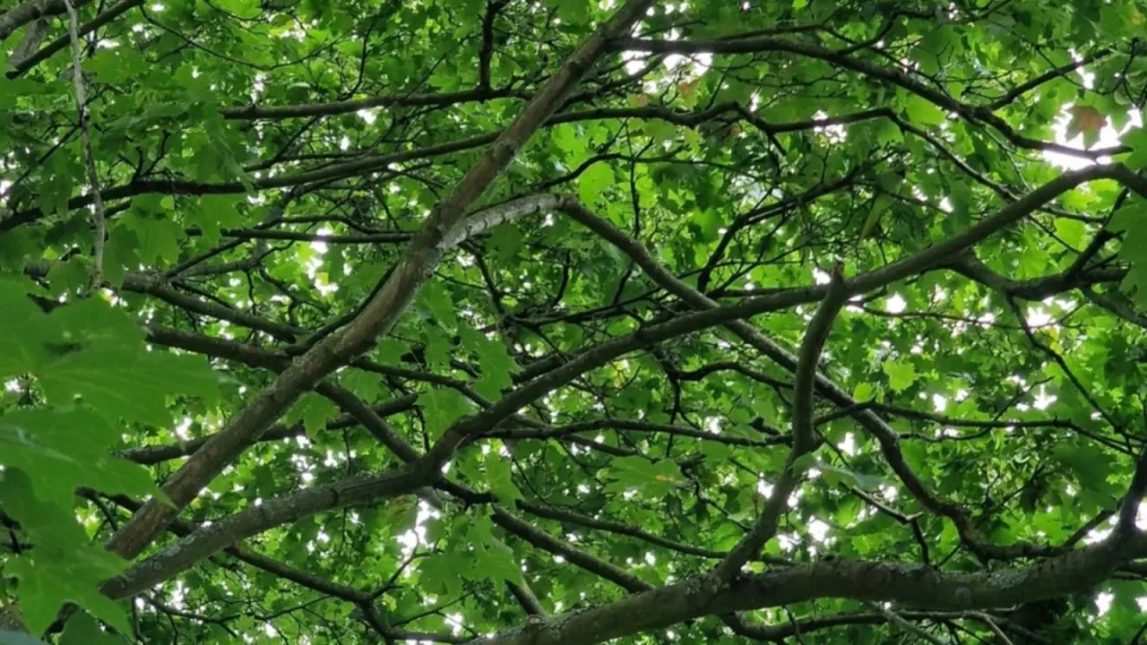 بازی فکری : نوابغ در یک چشم به هم زدن طوطی پنهان شده را پیدا کردند!اگر طوطی و تو 5 ثانیه پیدا کنی، ضریب هوشی حداقل 130 داری!