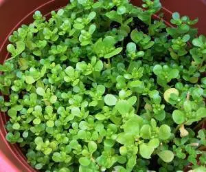 نسخه پیامبر(ص) برای سلامتی: درمان ۹۹ درد با این گیاه دم دستی