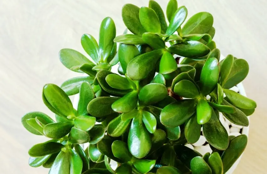 این گیاه زیبا یک مسکن طبیعی ، تقویت کننده حافظه است و سرشاز از ویتامین C، مس و منگنز  میباشد
