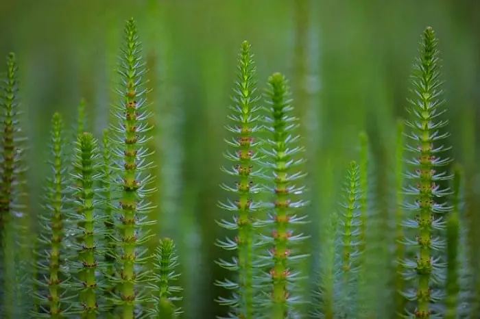  برطرف کردن دردهای آرتروز و روم مفاصل، درمان التهاب چشم با این گیاه اسم عجیب