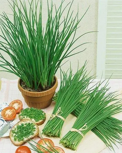 آموزش کاشت تره در گلدان