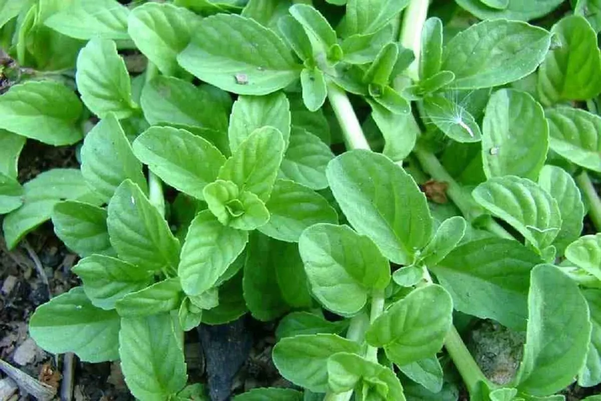 راز سلامتی در آشپزخانه‌های شمالی | بهبود کبد و درمان عفونت‌های پوستی با سبزی شگفت‌انگیز گیلانی