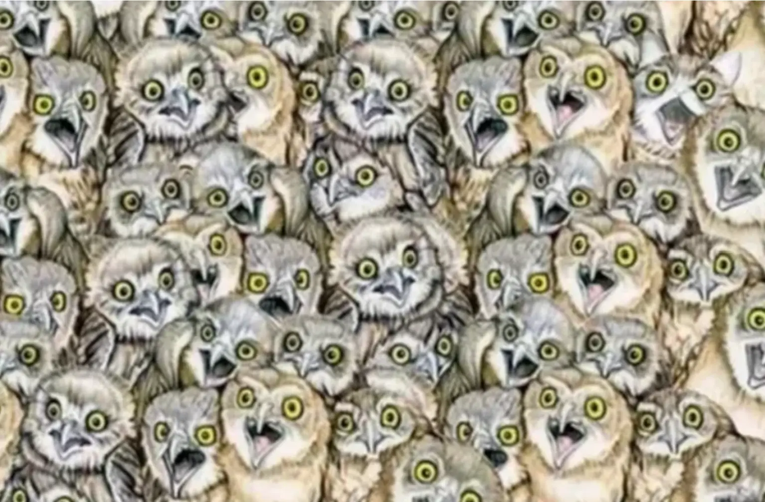 بازی فکری : فقط نابغه‌ها می‌تونن قبل از ۵ ثانیه گربه‌ی مخفی شده رو پیدا کنن!