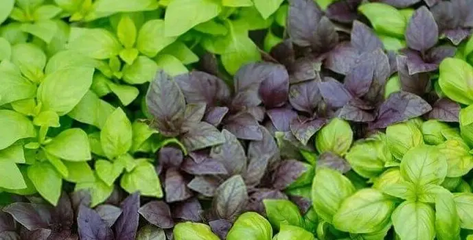 این گیاه 3000 سال است که بهترین درمان نفخ شکم است