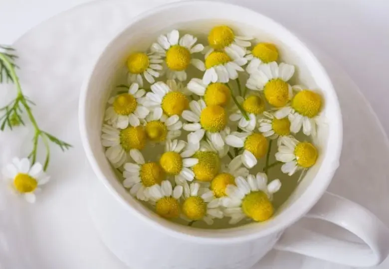 فواید بی نظیر بابونه برای معده و دستگاه گوارش