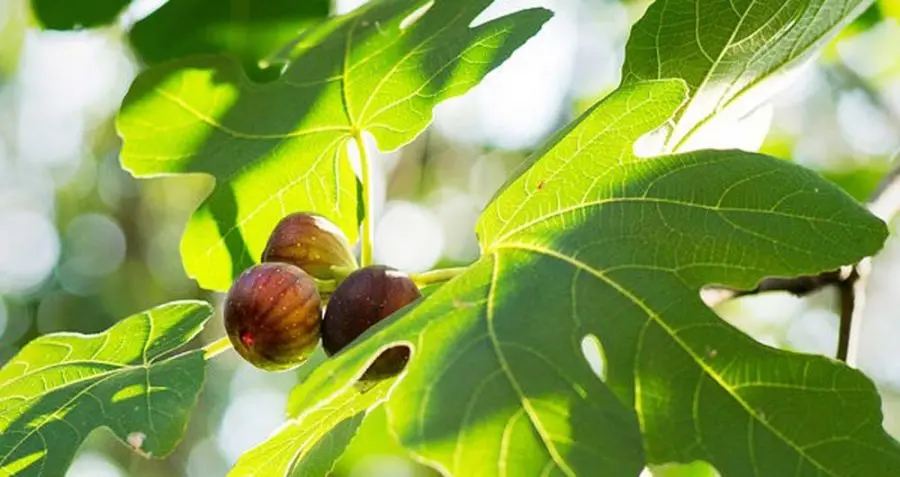 با مصرف برگ این میوه قند خون را کاهش و بدن را سم زدایی کنید