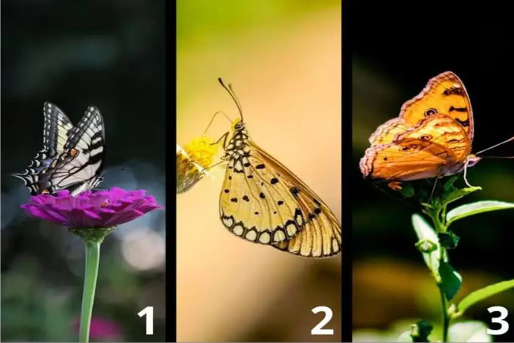 تست شخصیت شناسی: با انتخاب یک پروانه بفهمید چقدر رمانتیک هستید!