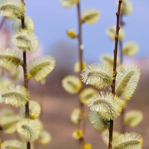 دفع سنگ کیسه صفرا، حل مشکلات گوارشی و درمان طبیعی انواع درد با این عرق خوشبو