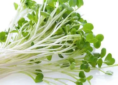 گیاهی که ضد کلسترول و قند خون است