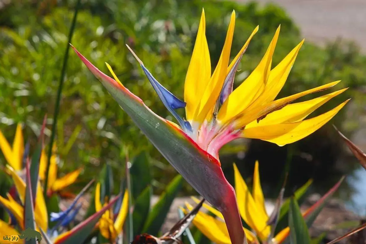 گل مرغ بهشتی؛ زیباترین گل دنیا که شبیه به یک پرنده است و می‌توان آن را در خانه پرورش داد