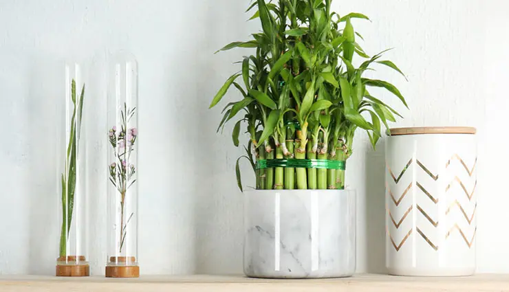 این گل و گیاه های آپارتمانی براتون خوش شانسی و پول میاره 