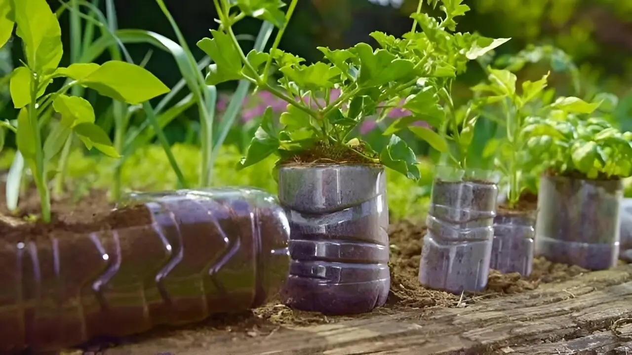 کاشت نعناع در بطری نوشابه ؛ ترفند ساده و کم‌هزینه برای داشتن نعناع تازه در خانه