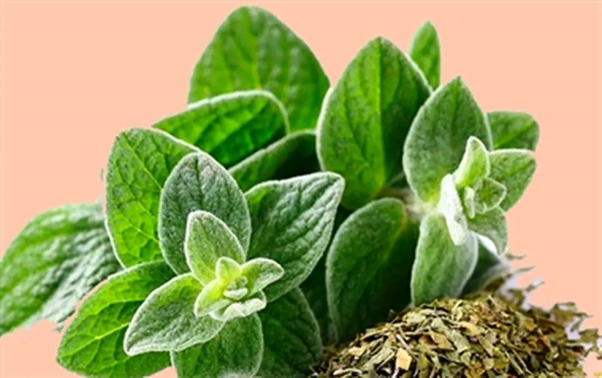 درمان ورم معده و روده با این گیاه مقرون به صرفه