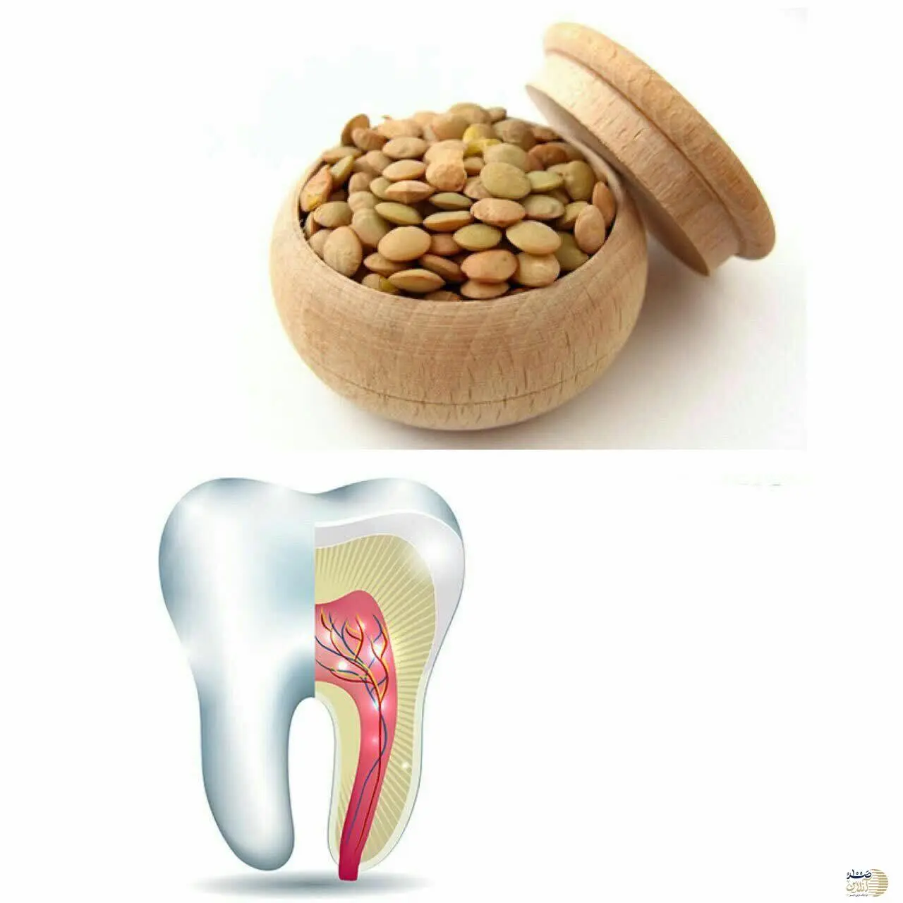  با این دانه ها نیازی برای دندان پزشکی نیست | تا پایان عمر لثه های قوی خواهید داشت 