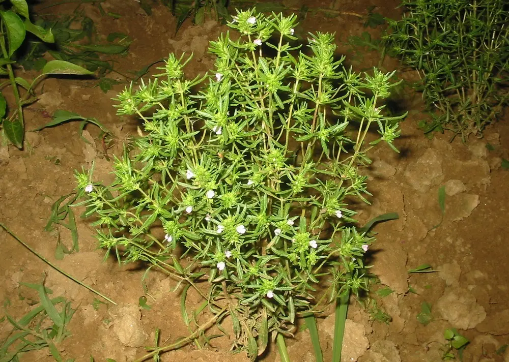 این گیاه تند و تابستانی به کار سلامت شما می آید!