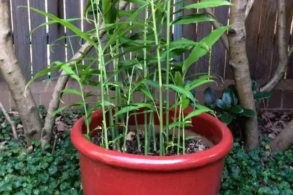 آموزش کاشت و پرورش زنجبیل در گلدان