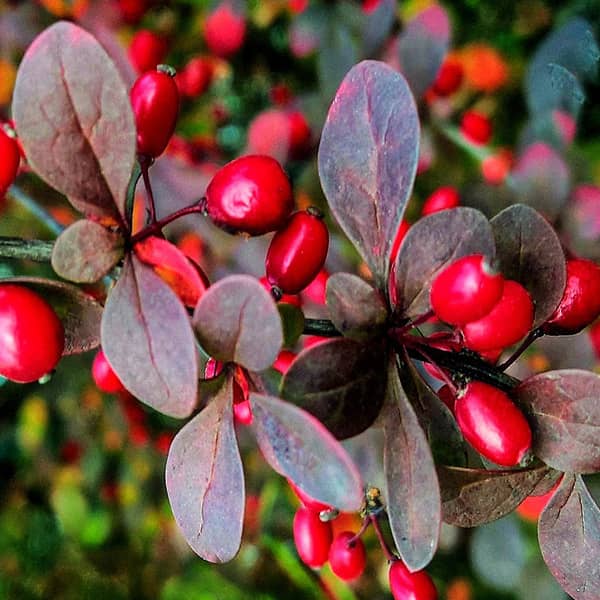 خواص این میوه کوچک که کمتر کسی میدونه | میوه ای کوچک سرشار از آنتی اکسیدان و خواص بزرگ برای بدن