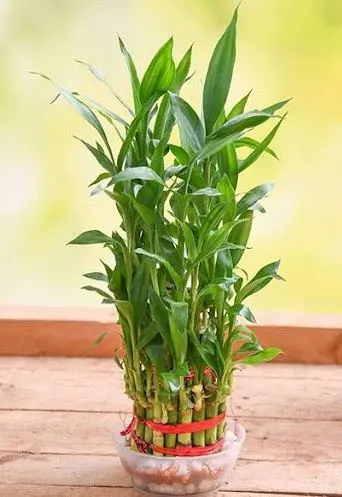 معرفی و روش نگهداری گیاه بامبو خوش شانس