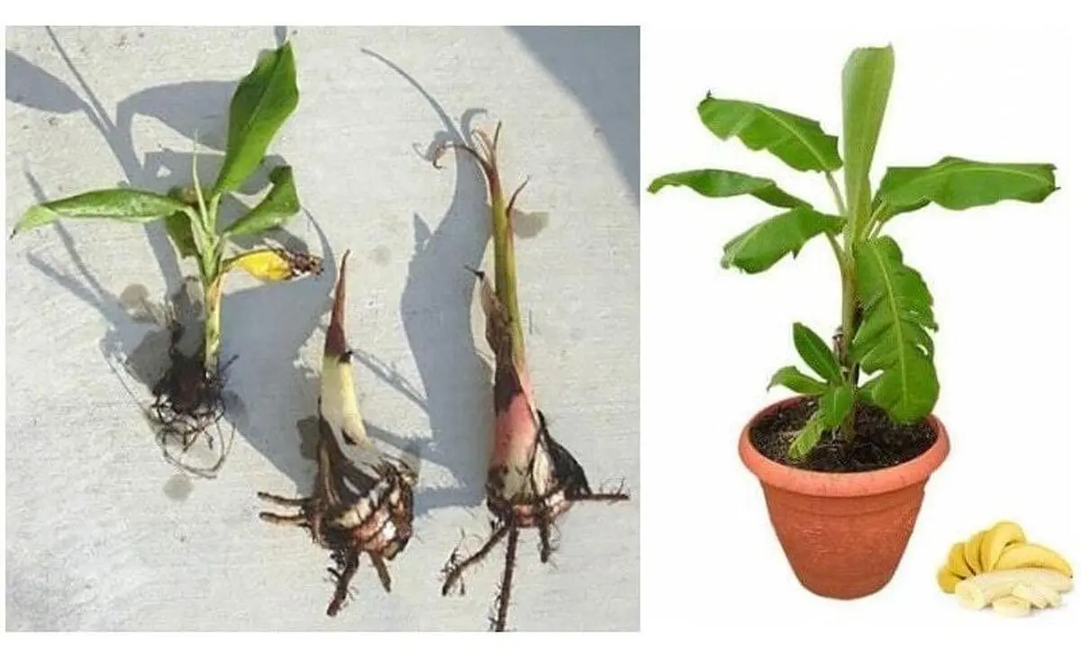 دیگه لازم نیست موز بخری خودت تو خونه بکار | پرورش موز با نوشابه در خانه 
