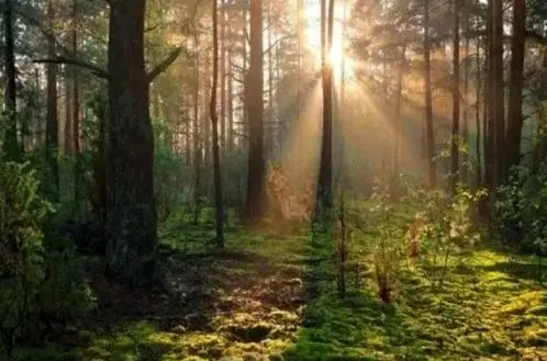 بازی فکری : اگه بتونی تو 6 ثانیه روباه و پیدا کنی بهتره خلبان بشی!