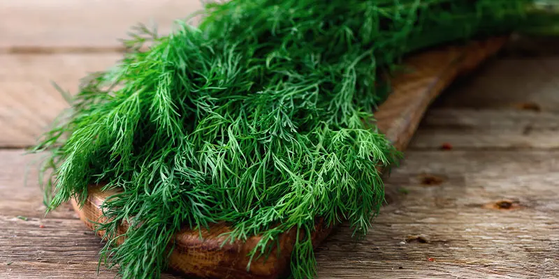  این سبزی سرشار از آهن ، ویتامین ث، منگنز و ویتامین آ است | لاغری در کمترین زمان میخواهید غافل نشوید