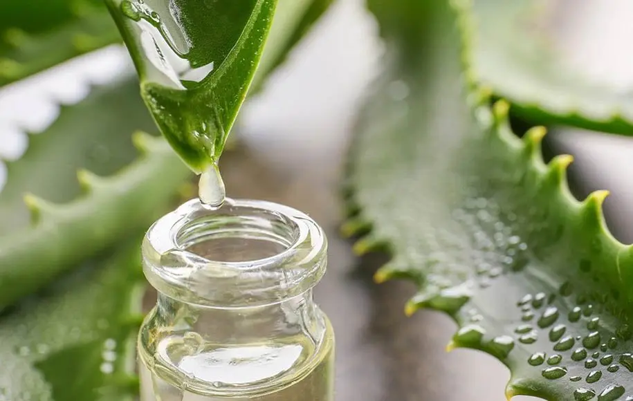 گیاه معجزه آسا برای درمان جوش | این گیاه جوش و تو یک چشم بهم زدن نابود میکنه