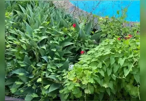 بازی فکری : فقط یک چشم عقابی می تواند تو 10 ثانیه مار را پیدا می کند!