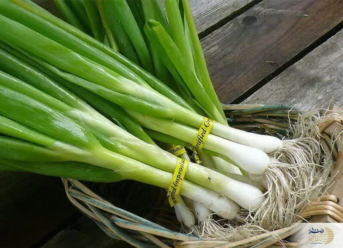  درمان بیماری قند خون را به این سبزی بسپارید| ترویج مصرف باعث خلوتی بیمارستان ها می شود 