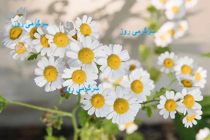 خواص شفا بخش و شگفت انگیز  بابونه و دمنوش آن