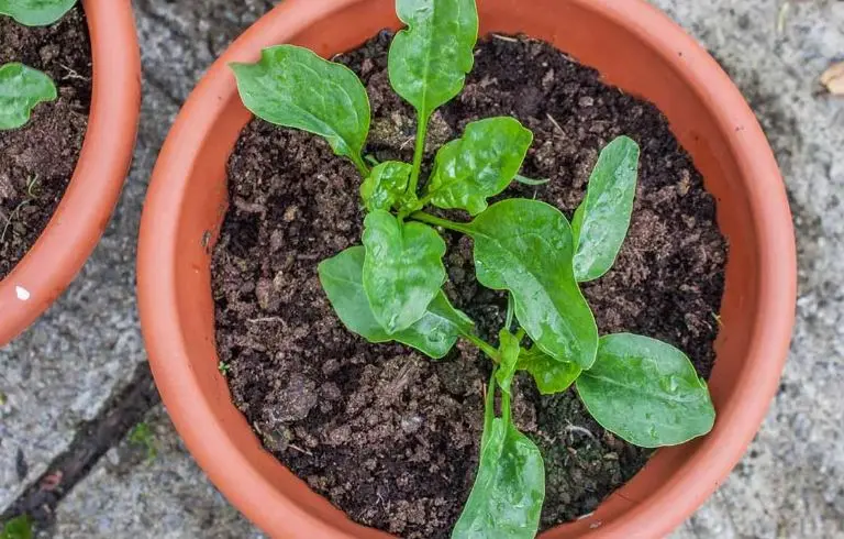 آموزش کاشت اسفناج در گلدان