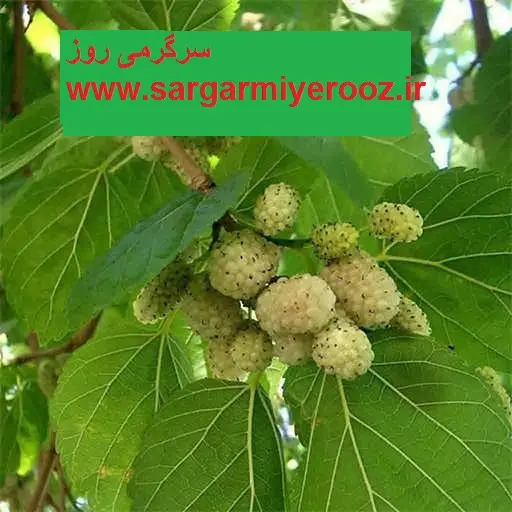 آموزش کاشت توت سفید در گلدان + روش نگهداری