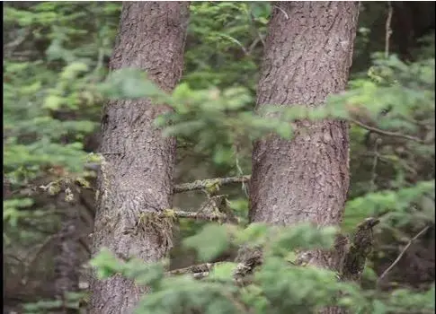 بازی فکری :اگه جغد مخفی و تو 6 ثانیه پیدا کنی آزمون خلبانی آمریکا رو شاخته!