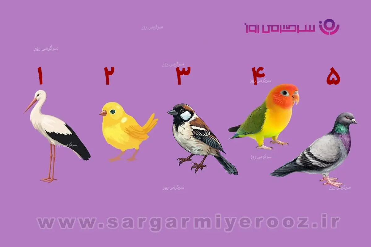 تست شخصیت شناسی | یکی از این پرنده‌ها را انتخاب کنید؛ دیگران شما را این‌طور می‌بینند