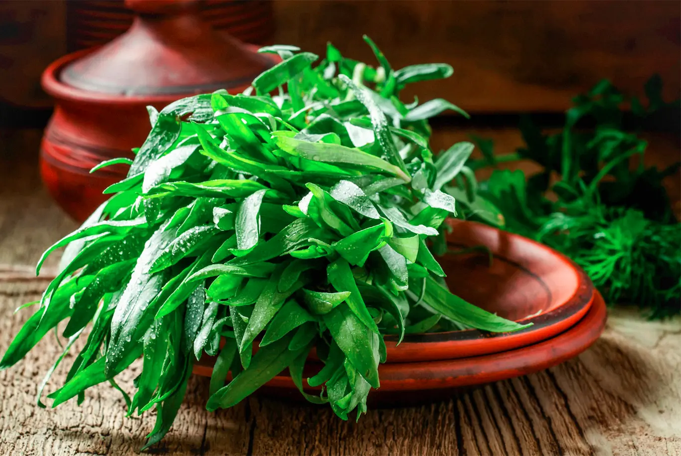 خواصی از ترخون که نمیدانستید | چند خاصیت بی نظیر و کاهش دهنده قند خون