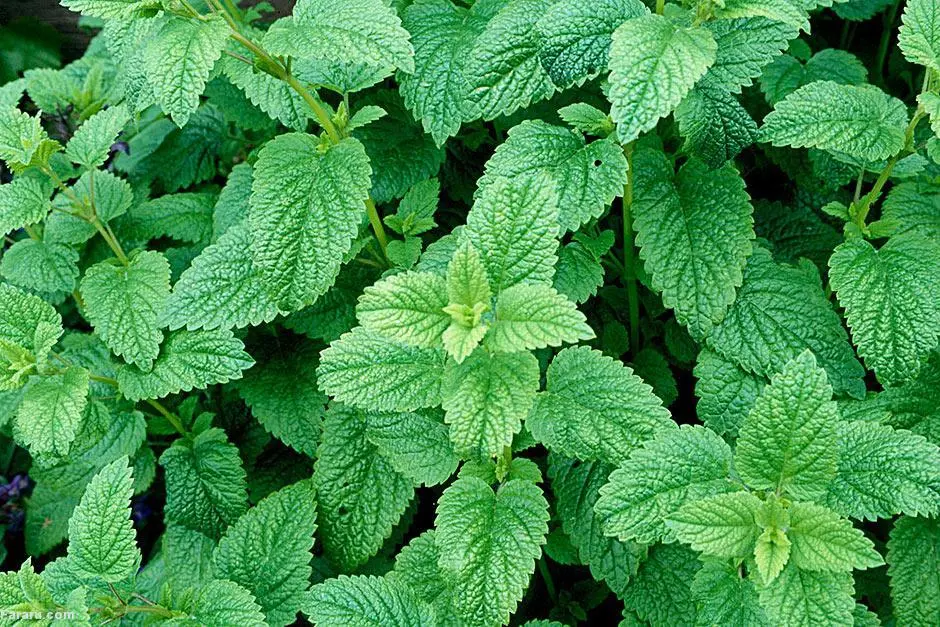  قاتل بیماری ناشناخته پاییز شناسایی شد 