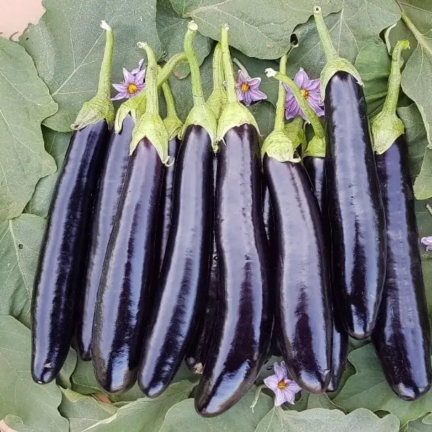 این صیفی یبوست، پوکی استخوان، دیابت، لخته شدن خون، سرطان و از بین می برد