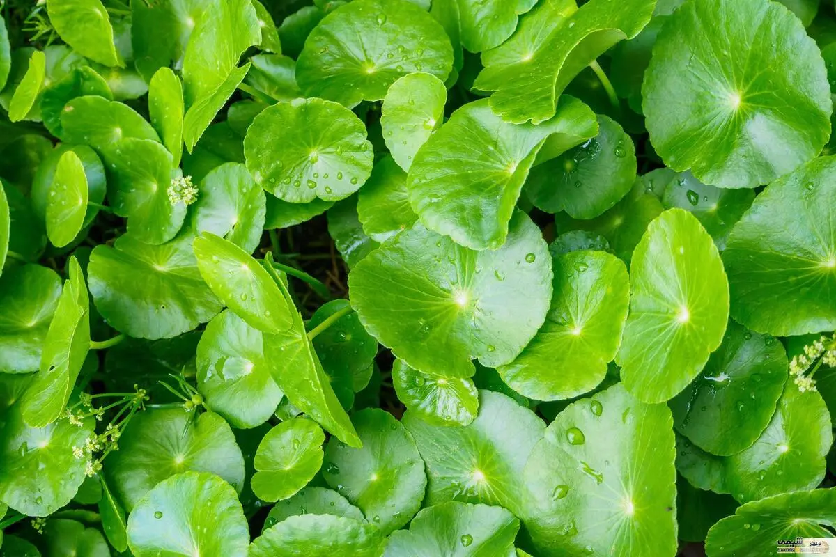  با این گیاه تقویت کننده حافظه در 50 سالگی جوان شوید 